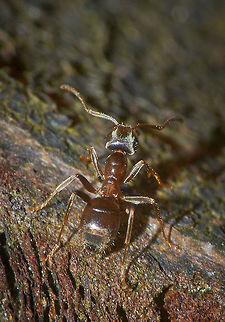Common Garden Ant  Black garden ant,Lasius niger