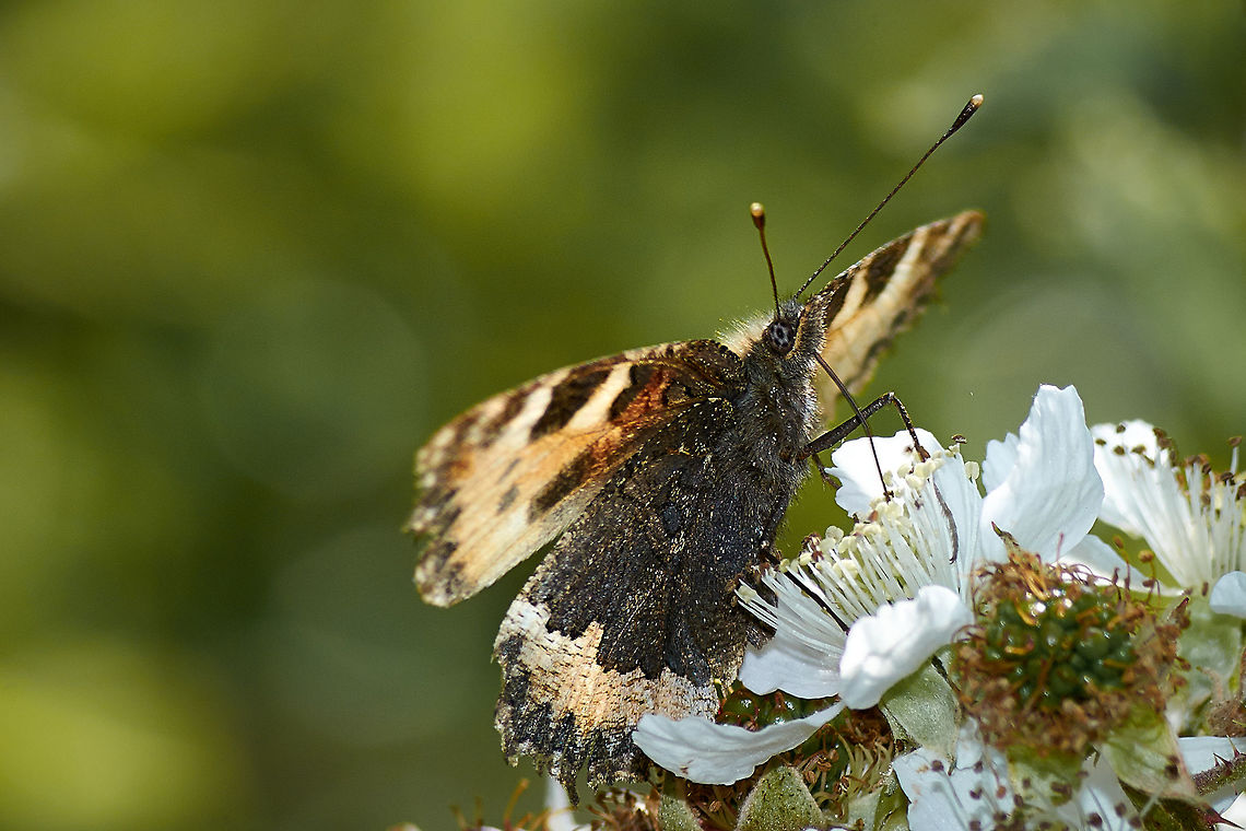 Small Tortoiseshell Butterfly  Aglais urticae,Small Tortoiseshell