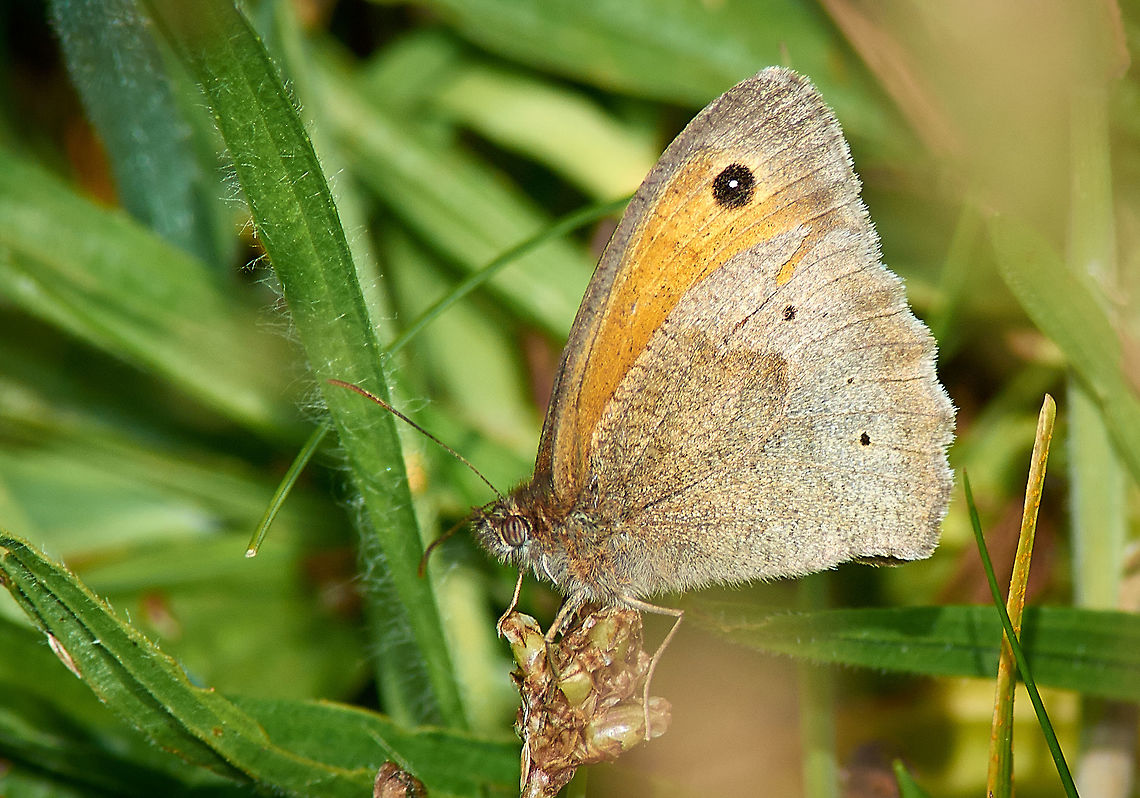 Meadow Brown Butterfly  Maniola jurtina,Meadow Brown