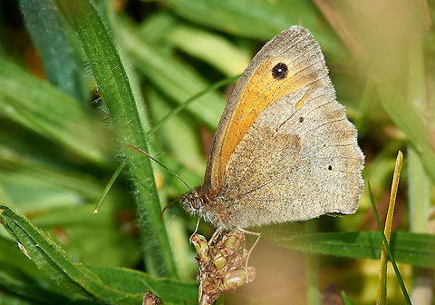 Meadow Brown Butterfly  Maniola jurtina,Meadow Brown