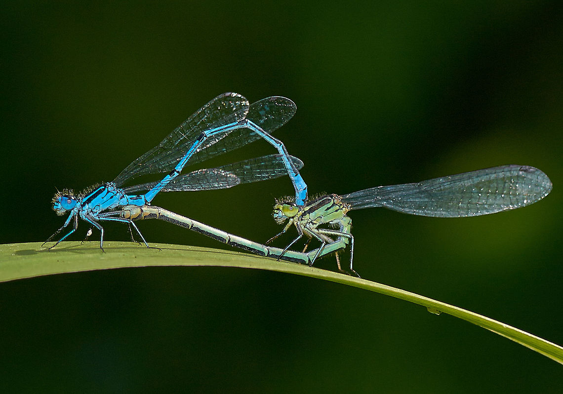 Azure damselflies  Azure Damselfly,Coenagrion puella,Enallagma cyathigerum
