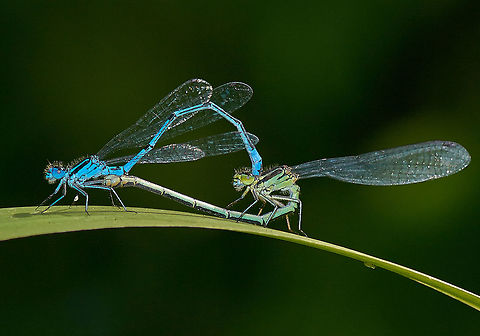 Azure damselflies  Azure Damselfly,Coenagrion puella,Enallagma cyathigerum