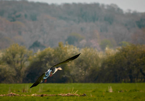 Greylag Goose in flight  Anser anser,Greylag Goose