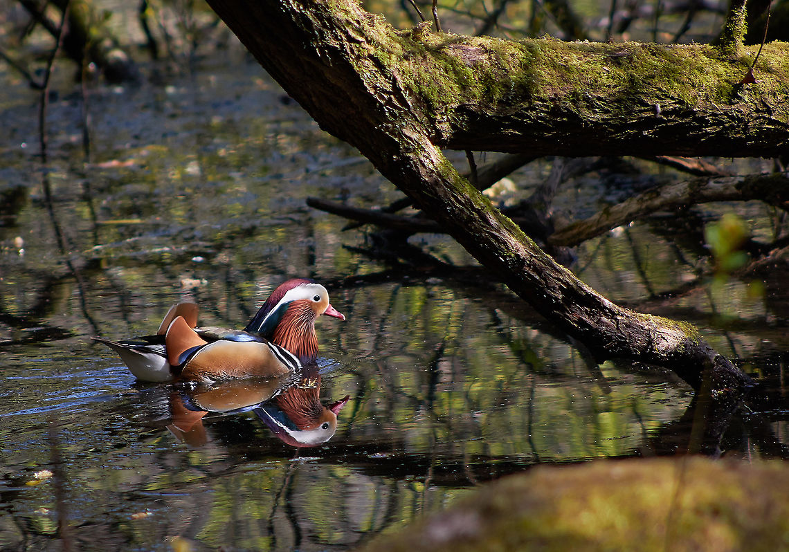 Mandarin Duck  Aix galericulata,Mandarin duck