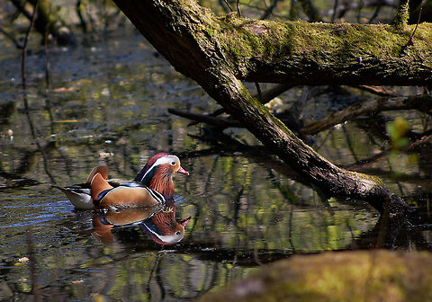 Mandarin Duck  Aix galericulata,Mandarin duck
