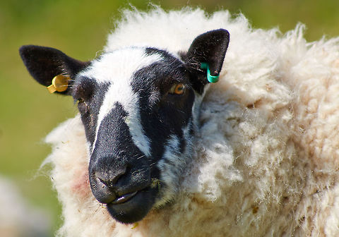 Scottish Blackface Sheep  Domestic sheep,Ovis aries