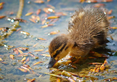 Mallard Duckling  Anas platyrhynchos,Mallard