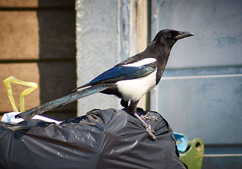 European Magpie Scavenging for food in the bins. European Magpie,Pica pica