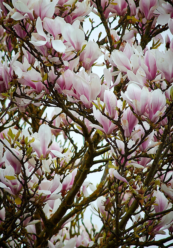 Magnolia Tree  Magnolia × soulangeana,Magnoliaceae,Saucer magnolia
