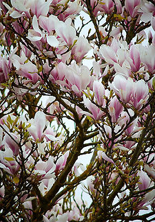 Magnolia Tree  Magnolia × soulangeana,Magnoliaceae,Saucer magnolia