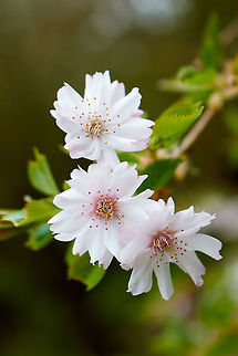 Japanese cherry Tree Blossom  Japanese cherry,Prunus serrulata
