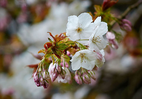 Great White Cherry tree Blossom of the Great white Cherry tree. Japanese cherry,Prunus serrulata,Prunus tai haku