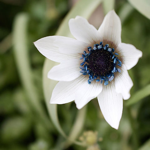 White Poppy Anemone A single white and blue flower.  Anemone coronaria,Poppy anemone