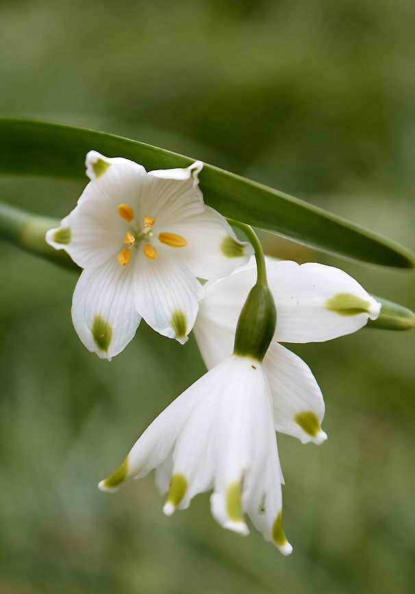 Snowflake Snowdrop flowers  Leucojum vernum,Spring snowflake