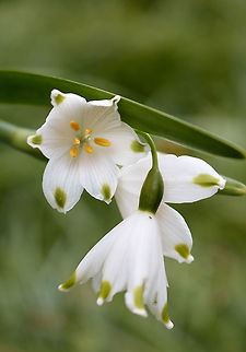 Snowflake Snowdrop flowers  Leucojum vernum,Spring snowflake