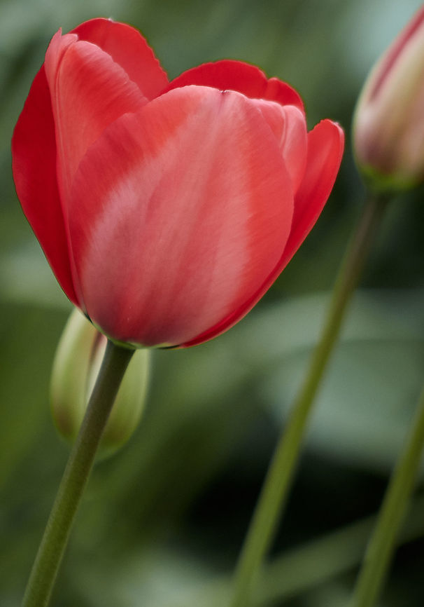 Red Tulip Darwin Hybrid<br />
 Liliaceae,Tulipa