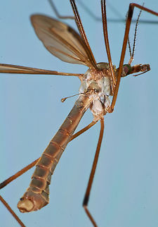crane fly  Tipula Platytipula luteipennis,Tipulidae