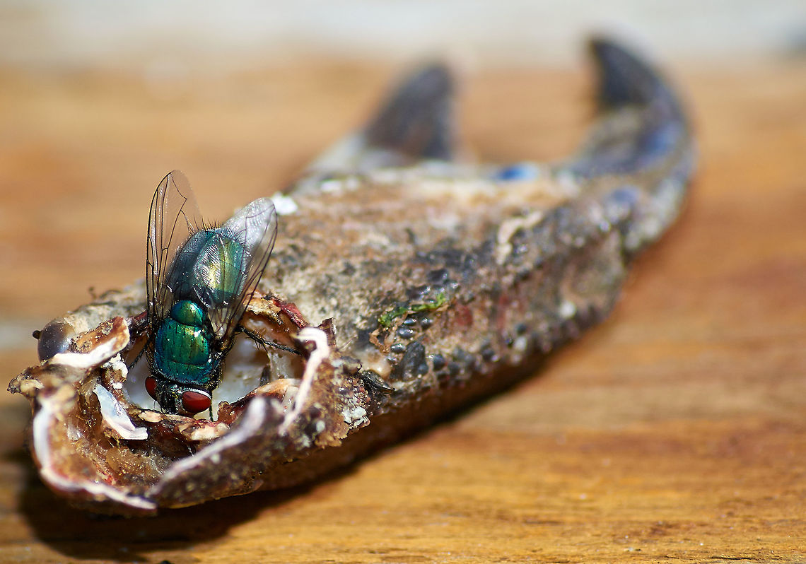 Greenbottle fly  Common green bottle fly,Lucilia sericata,Phaenicia sericata