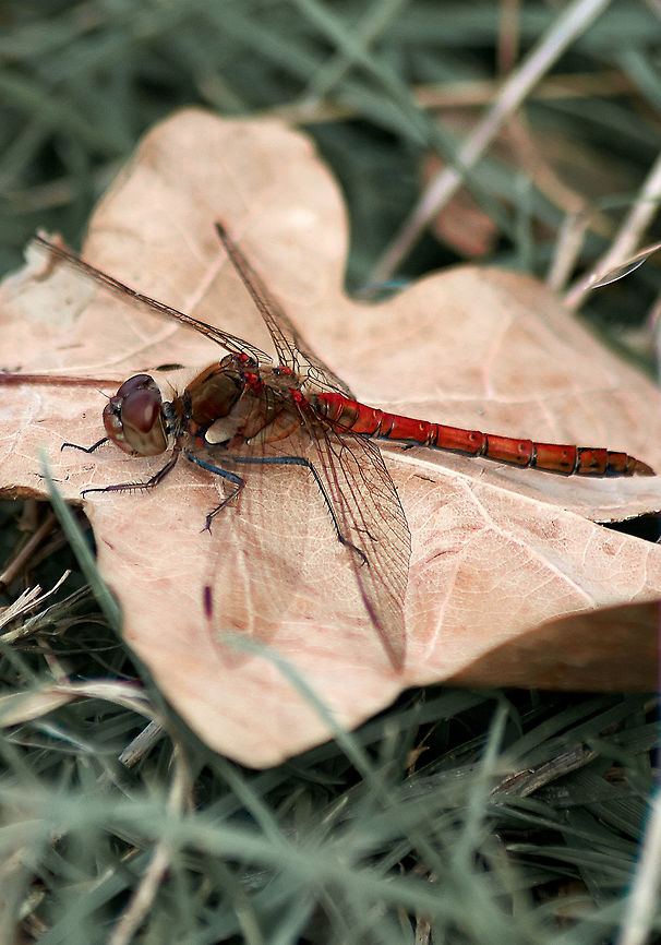 Common Darter Dragonfly Male Dragonfly Common Darter,Sympetrum striolatum