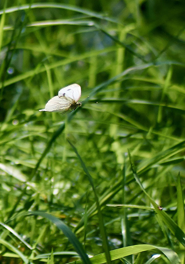 large white Butterfly Flying large white butterfly Pieris brassicae