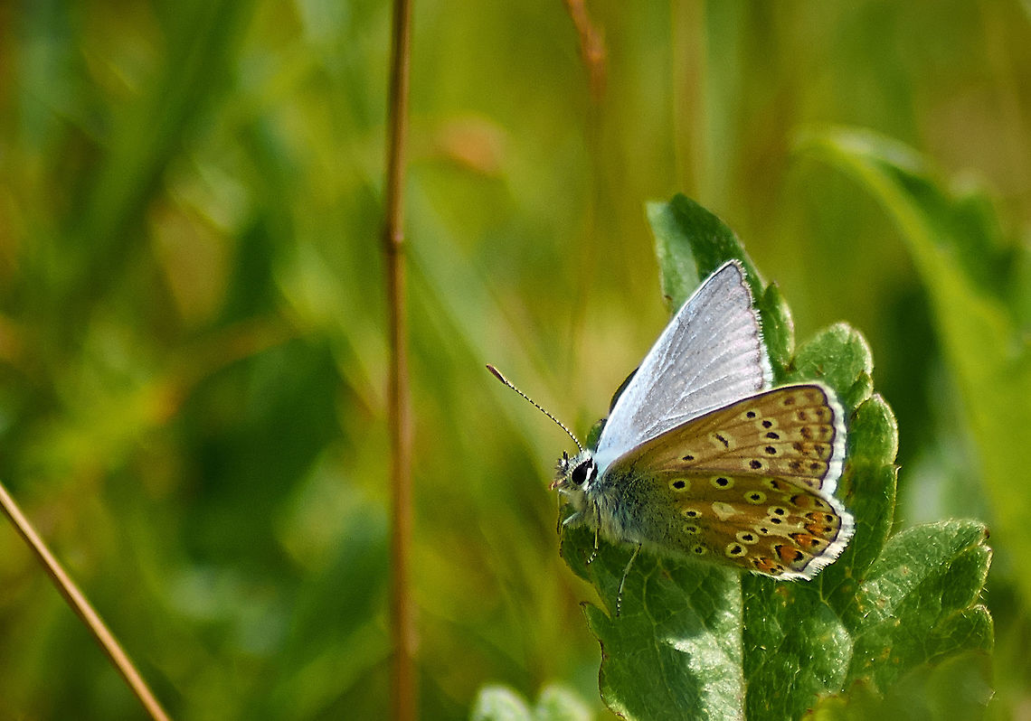 Common Blue butterfly Resting in a field Common Blue,Geotagged,Polyommatus icarus,Summer,United Kingdom