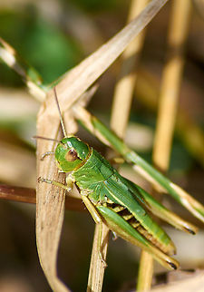 Field Grasshopper  Geotagged,Summer,United Kingdom
