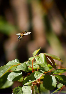 Hoverfly Hovering over garden plants Drone fly,Eristalis pertinax,Spring,United Kingdom