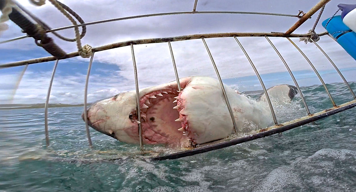 JAWS of Life Photo taken while cage diving in Mossel Bay, South Africa. While this photo seems to capture the stereotypical ferocious, &quot;man-eating&quot; behavior of a great white, the simple reality is that this individual simply missed the bait and hit the cage. This is the case in almost all cage diving instances which unfortunately tends to give sharks a bad reputation. If cage diving is going to continue to be a recreational activity, it is crucial that people are properly educated on the true behaviors of sharks prior to diving. Carcharodon carcharias,Geotagged,Great white shark,Nature,Science,Sharks,South Africa,Wildlife