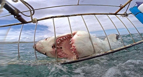 JAWS of Life Photo taken while cage diving in Mossel Bay, South Africa. While this photo seems to capture the stereotypical ferocious, "man-eating" behavior of a great white, the simple reality is that this individual simply missed the bait and hit the cage. This is the case in almost all cage diving instances which unfortunately tends to give sharks a bad reputation. If cage diving is going to continue to be a recreational activity, it is crucial that people are properly educated on the true behaviors of sharks prior to diving. Carcharodon carcharias,Geotagged,Great white shark,Nature,Science,Sharks,South Africa,Wildlife