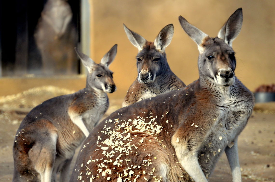 Kangaroos_at_their_best I saw these extremely beautiful animals in Philadelphia Zoo. I was clicking only two of them and hearing some weird noise they started looking at here and there and suddenly from no where the third one too looked up.<br />
 Geotagged,Macropus rufus,Red kangaroo,United States