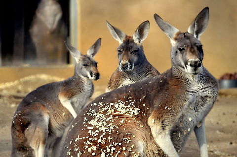 Kangaroos_at_their_best I saw these extremely beautiful animals in Philadelphia Zoo. I was clicking only two of them and hearing some weird noise they started looking at here and there and suddenly from no where the third one too looked up.
 Geotagged,Macropus rufus,Red kangaroo,United States