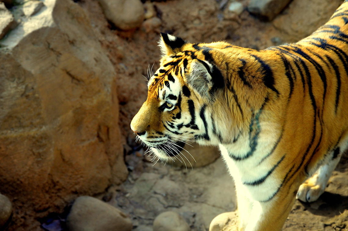 Pride  Bengal tiger,Geotagged,Panthera tigris tigris,United States,Winter
