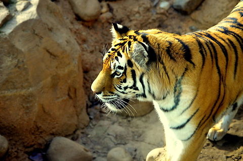 Pride  Bengal tiger,Geotagged,Panthera tigris tigris,United States,Winter