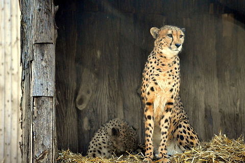 Killer look  Acinonyx jubatus,Cheetah,Geotagged,United States,Winter