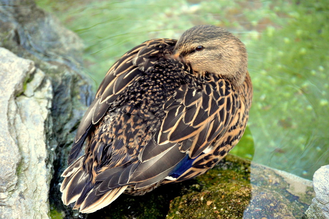 A shy mallard  Anas platyrhynchos,Geotagged,Mallard,USA,United States,Winter,duck