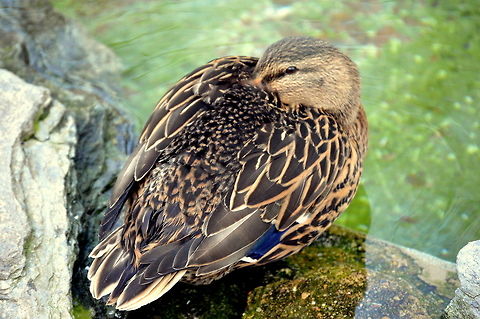 A shy mallard  Anas platyrhynchos,Geotagged,Mallard,USA,United States,Winter,duck