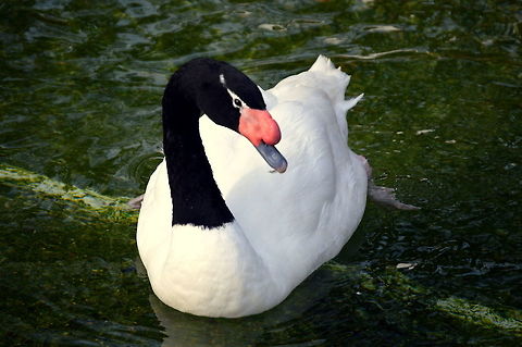 Beauty in black and white  Black-necked swan,Cygnus melancoryphus,Geotagged,United States,Winter