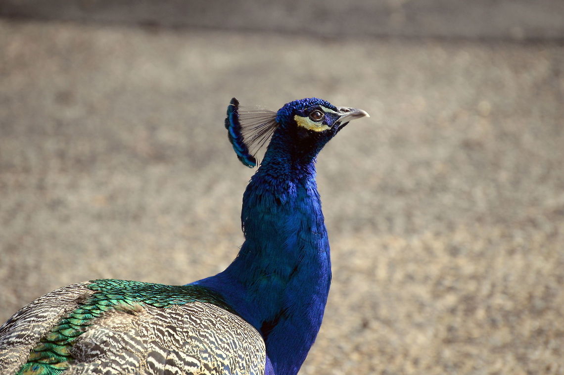 Beauty  Geotagged,Indian Peacock,Indian peafowl,Pavo cristatus,Peacock,United States,Winter