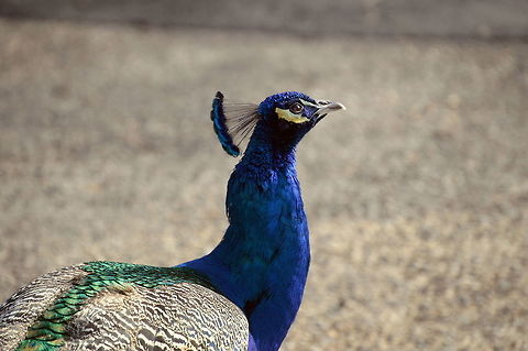 Beauty  Geotagged,Indian Peacock,Indian peafowl,Pavo cristatus,Peacock,United States,Winter