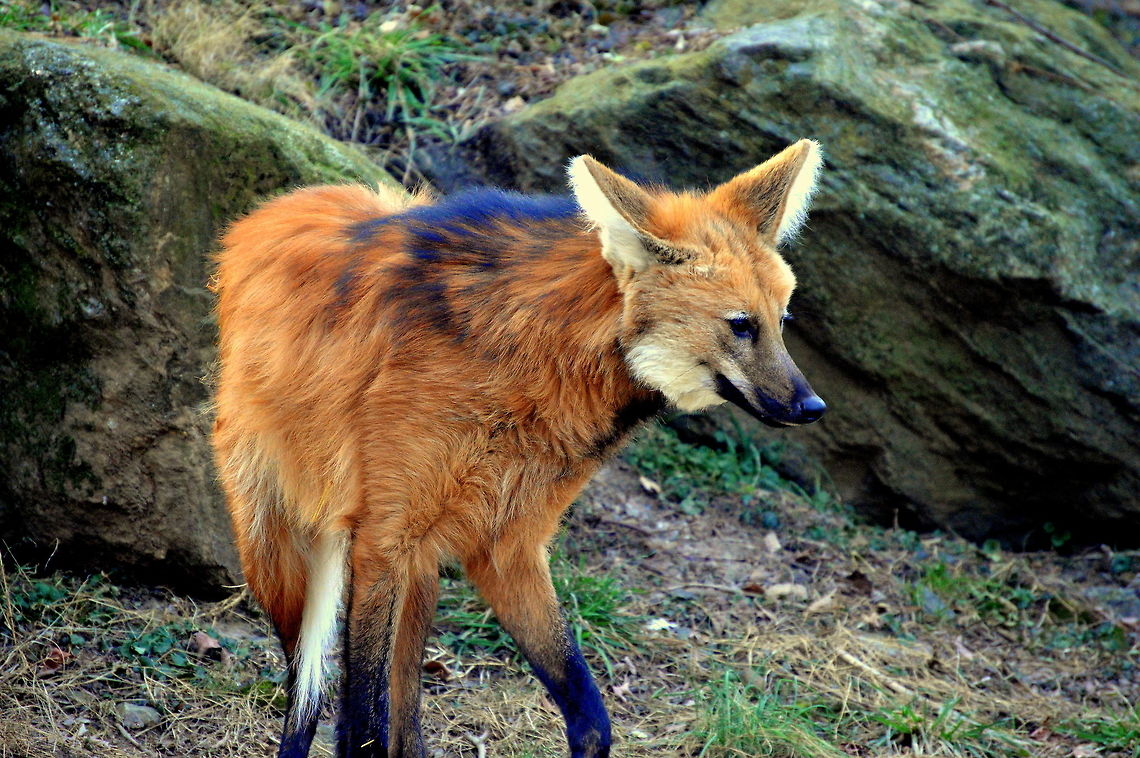Foxy fox  Chrysocyon brachyurus,Geotagged,Maned wolf,United States,Winter