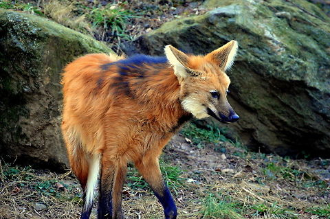 Foxy fox  Chrysocyon brachyurus,Geotagged,Maned wolf,United States,Winter