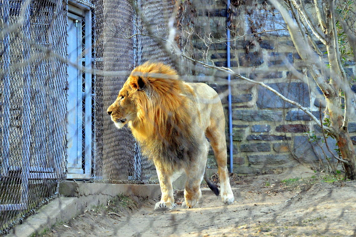 King of the zoo  Geotagged,Lion,Panthera leo,United States,Winter