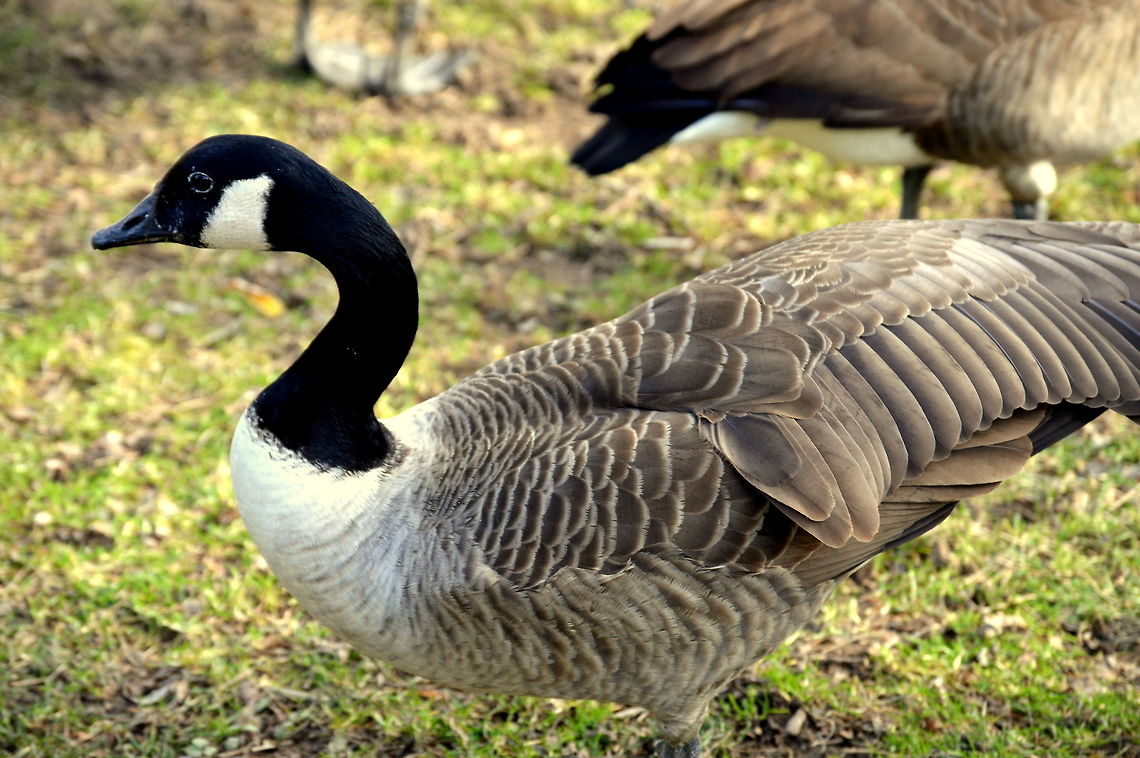 Trveller  Branta canadensis,Canada goose,Geotagged,United States,Winter