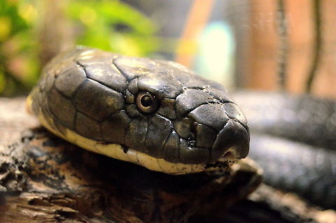 Death I saw this deadly snake in Philadelphia zoo. Its an Indian python. The snake was attracted to my camera and came quite close, that is how I got this beautiful picture. I wish I could capture it when its tongue was out, maybe next time.  Geotagged,King cobra,Ophiophagus hannah,United States,Winter,zoo