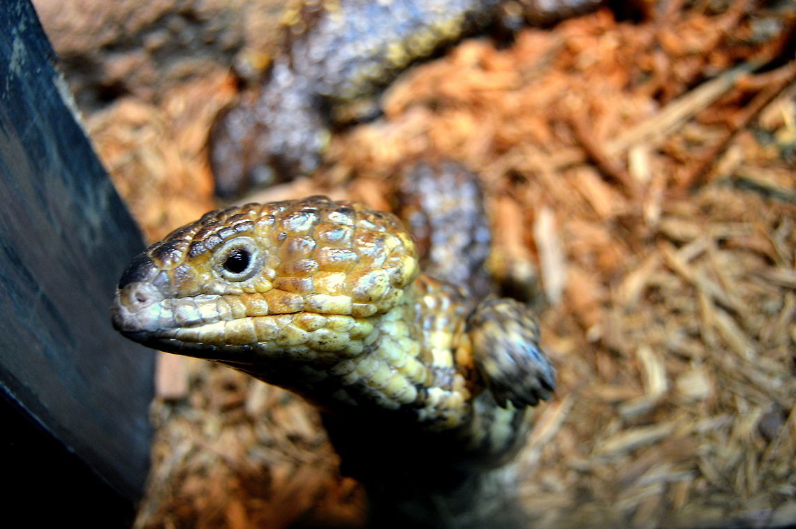 Unknown friend I am not sure of this beautiful species. If anyone knows please help. Bobtail Skink,Geotagged,Tiliqua rugosa,United States,Winter,zoo