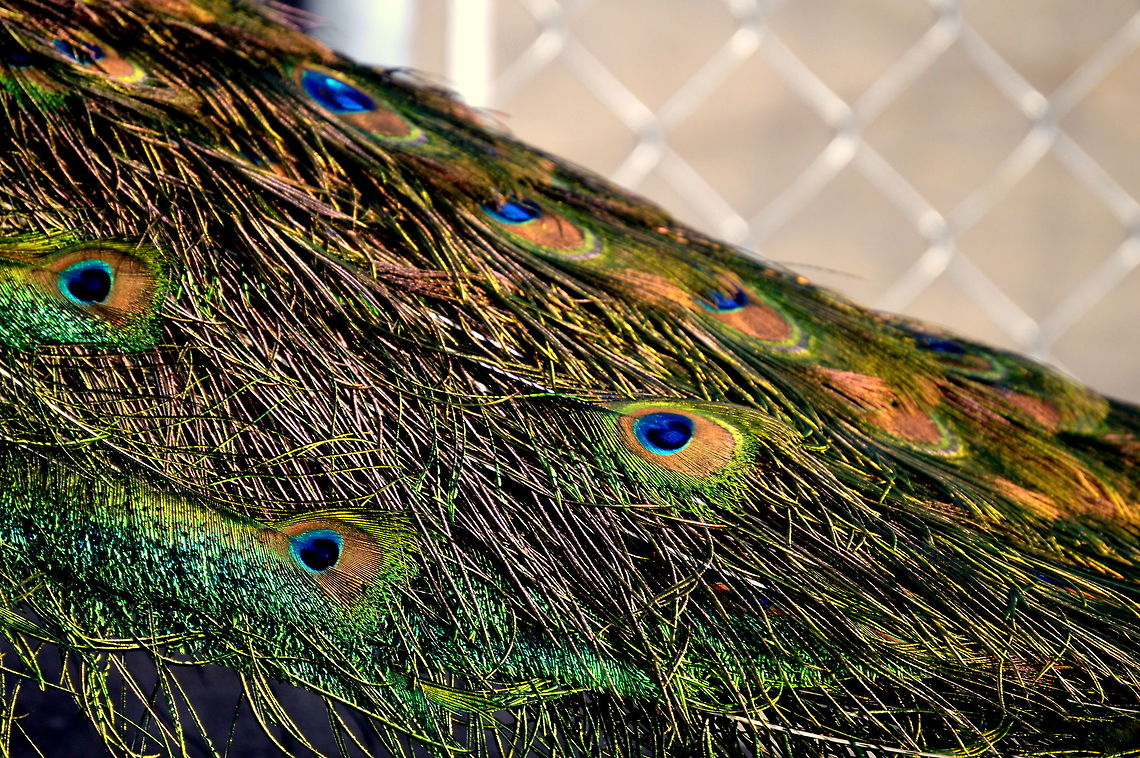 Peacock tail Beautiful colors of peacock tail Geotagged,Indian peafowl,Pavo cristatus,United States,Winter