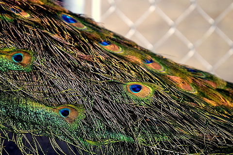 Peacock tail Beautiful colors of peacock tail Geotagged,Indian peafowl,Pavo cristatus,United States,Winter