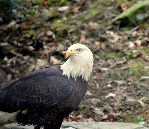 Bald eagle  Bald Eagle,Geotagged,Haliaeetus leucocephalus,United States,Winter