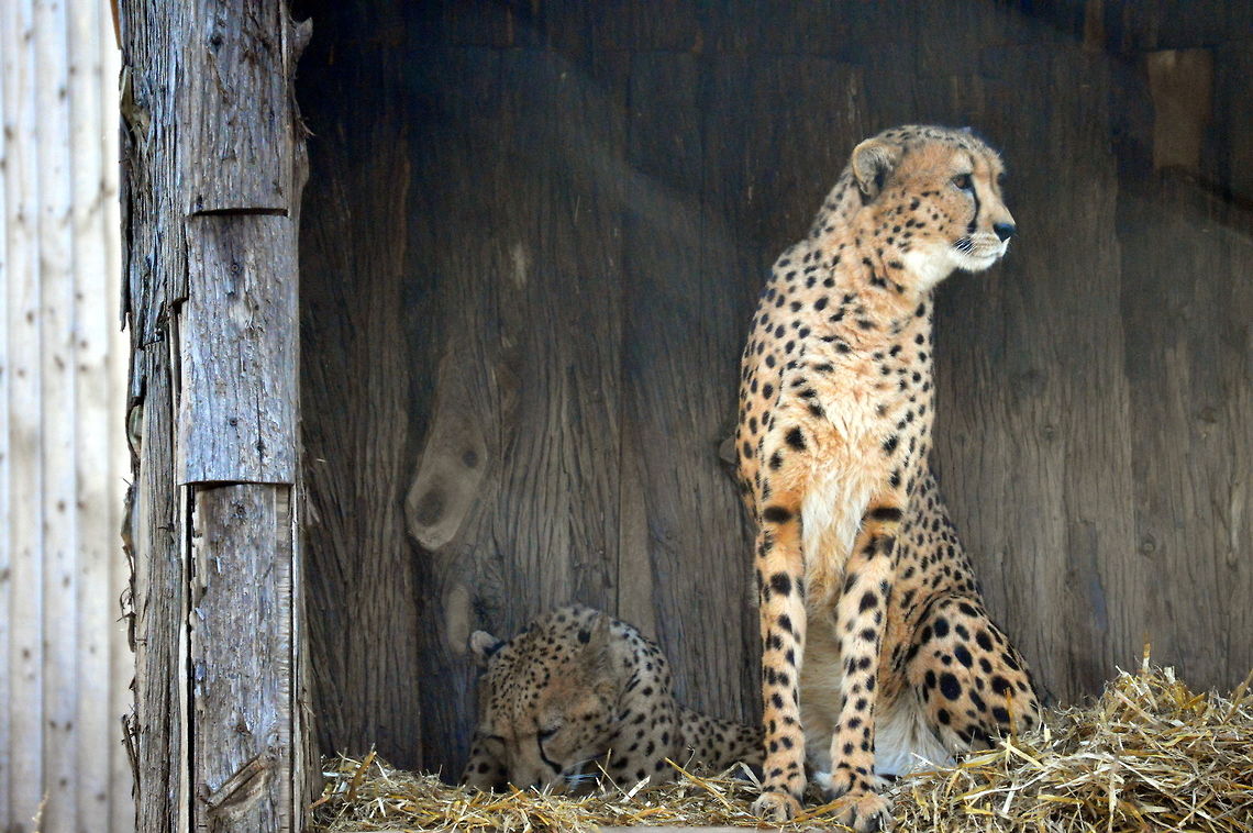 Beauty of Cheetah  Acinonyx jubatus,Cheetah,Geotagged,United States,Winter