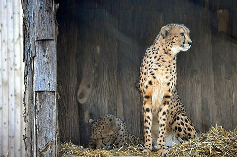 Beauty of Cheetah  Acinonyx jubatus,Cheetah,Geotagged,United States,Winter